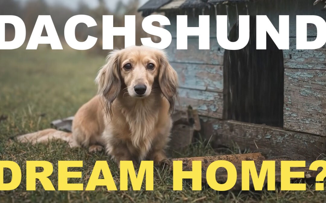 Florries Story: A Dachshund's Dream Home