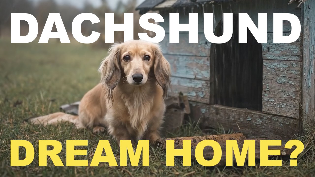 Florries Story: A Dachshund's Dream Home