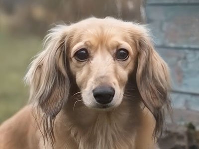 Honey Do Tails: Riker's Chase